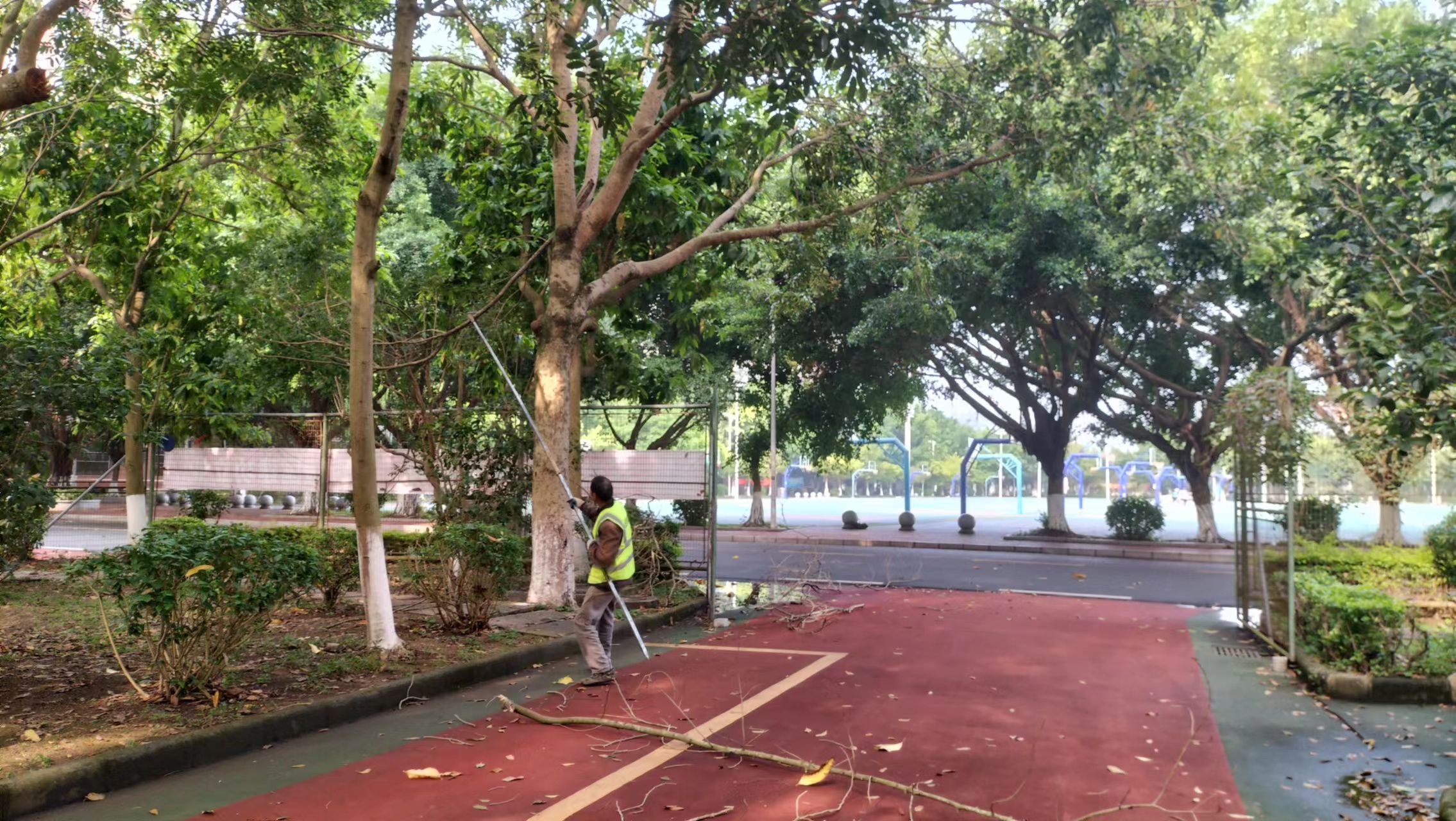 修剪绿化树木，绿化美化校园-广州城建职业学院-后勤处